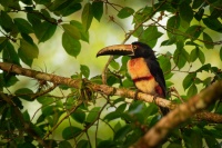 Arassari pestry - Pteroglossus torquatus - Collared Aracari o4158